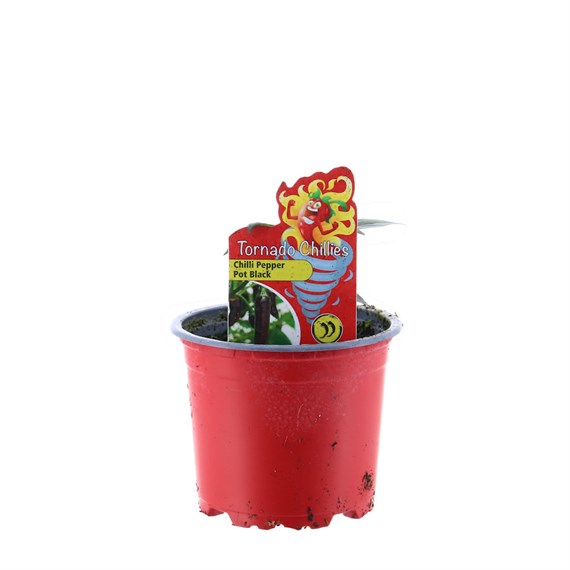 Chilli Pepper Pot Black 10.5cm Pot Vegetable