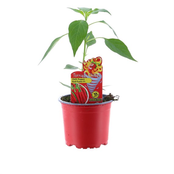 Chilli Pepper Red Flame 10.5cm Pot Vegetable