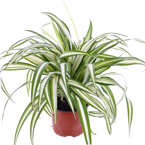 Chlorophytum Variegated (Spider Plant) Houseplant 12cm Pot