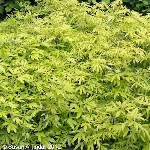 Choisya Goldfingers - 4L Pot