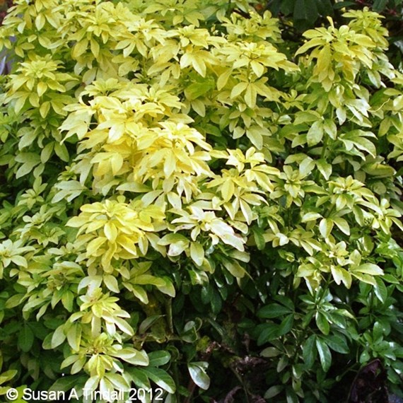 Choisya Sundance - 7.5L Pot