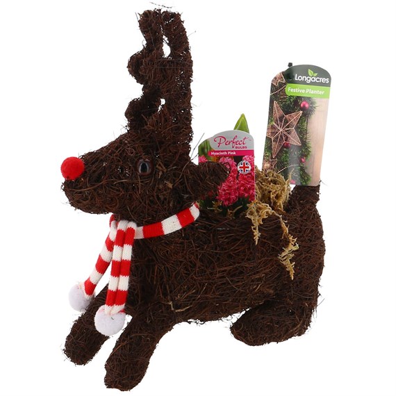 Christmas Festive Baby Reindeer Bulb Bedding Planter