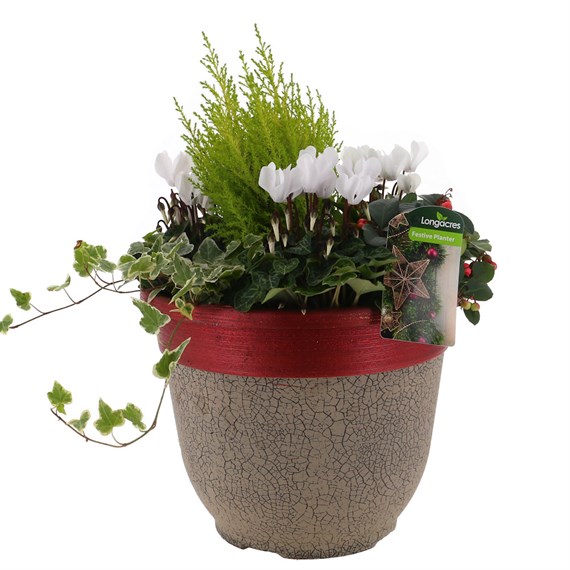 Christmas Festive Crackle Bedding Planter Arrangement