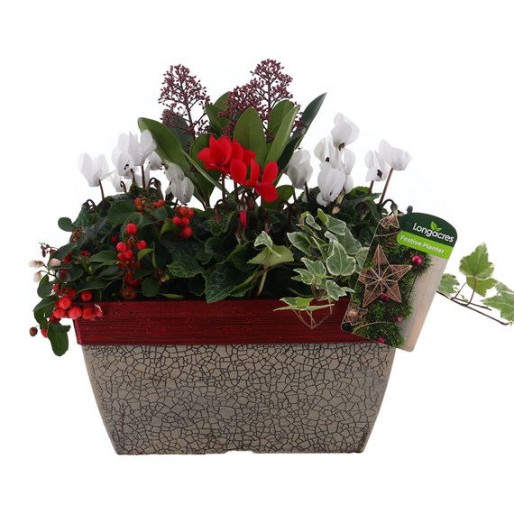 Christmas Festive Crackle Trough Bedding Arrangement
