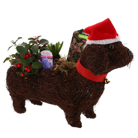 Christmas Festive George Dog Hyacinth Bulb Bedding Planter
