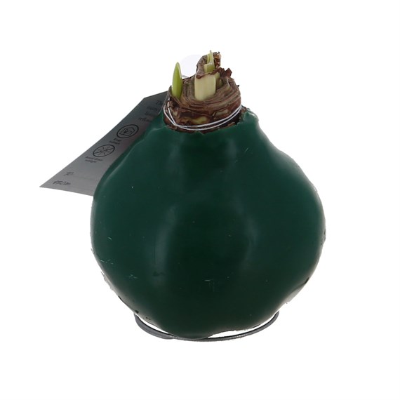 Christmas Festive Green Waxed Large Amaryllis Houseplant