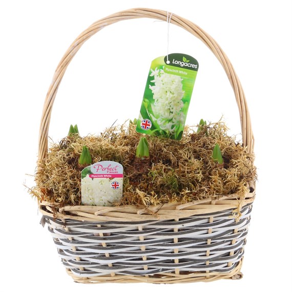 Christmas Festive Grey Wicker Rectangular Planted Hyacinth Bulb Basket