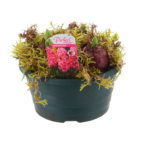 Hyacinth Plastic 16cm Bowl Arrangment Bulb Planter - Pink