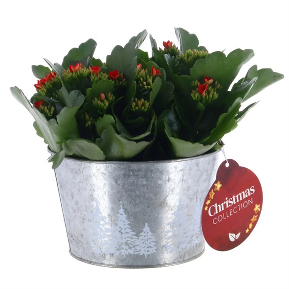 Christmas Festive Large Kalenchoe in Round Decorative Silver Tin