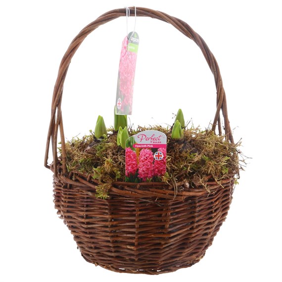 Christmas Festive Large Round Wicker Planted Hyacinth Bulb Basket