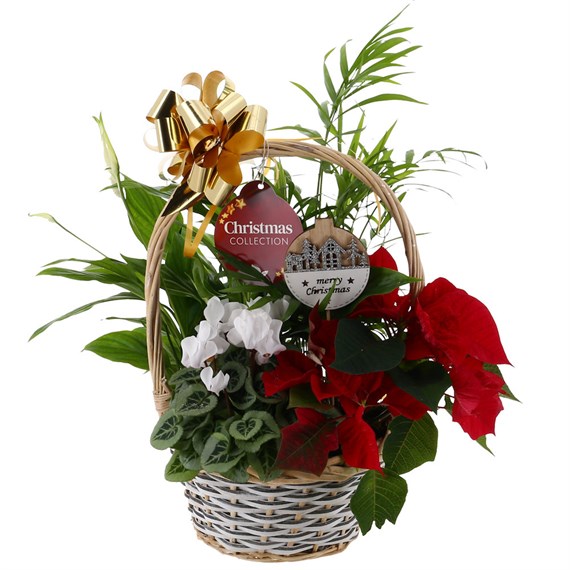 Christmas Festive Mixed Houseplant Medium Grey and White Woven Round Handled Basket