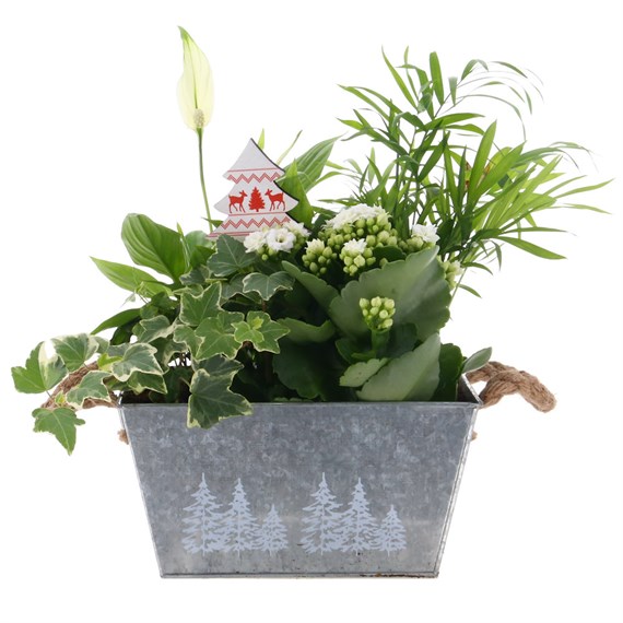 Christmas Festive Mixed Houseplant Small Metal Trough