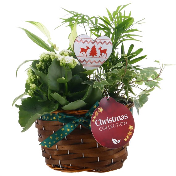 Christmas Festive Mixed Houseplant Small Oval Woven Basket