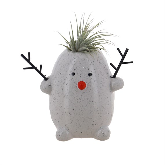 Christmas Festive Penguin with Air Plant Hair Houseplant