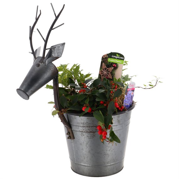 Christmas Festive Metal Reindeer Planted Bulb Bedding Arrangement