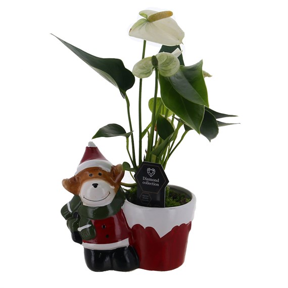 Christmas Festive Reindeer with Anthurium Houseplant
