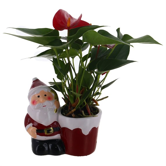 Christmas Festive Santa with Anthurium Houseplant