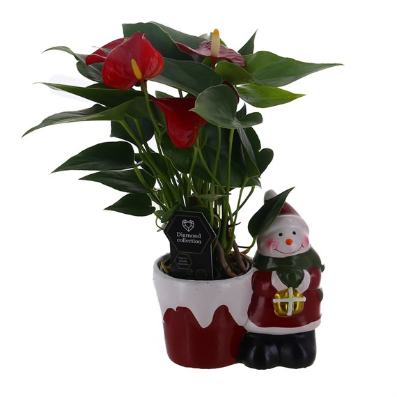 Christmas Festive Snowman with Anthurium Houseplant