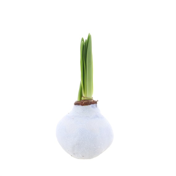 Christmas Festive White Glitter Waxed Large Amaryllis Houseplant