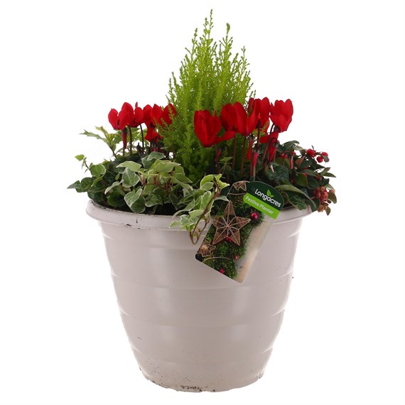 Christmas Festive White Large Plastic Bedding Planter