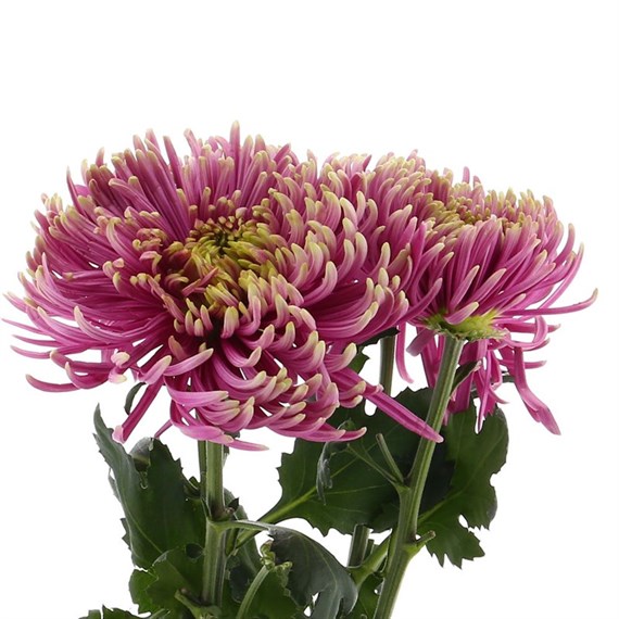 Chrysanthemum Baltazar (x 4 stems) - Purple