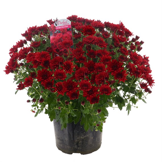 Chrysanthemum Garden Mum Red 4L Pot Bedding
