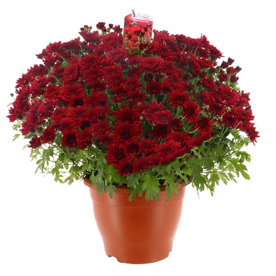 Chrysanthemum Garden Mum Red 6.5L Pot Bedding