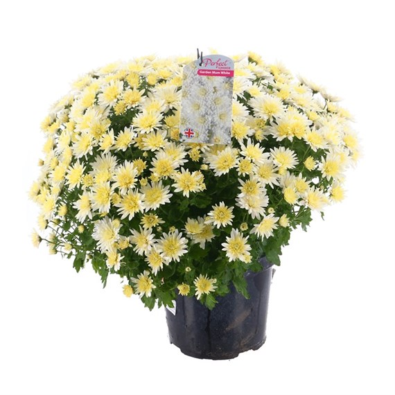 Chrysanthemum Garden Mum White 4L Pot Bedding