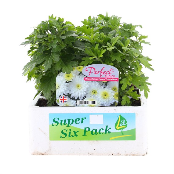 Chrysanthemum Poppins Prelude White Super 6 Pack Boxed Bedding