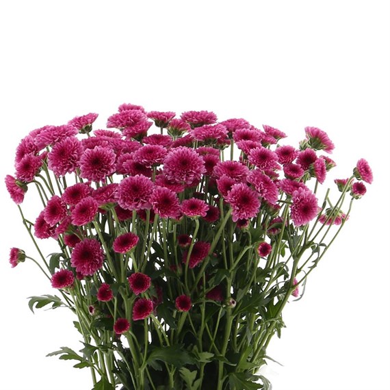 Chrysanthemum Santini (x 5 stems) - Cerise Pink