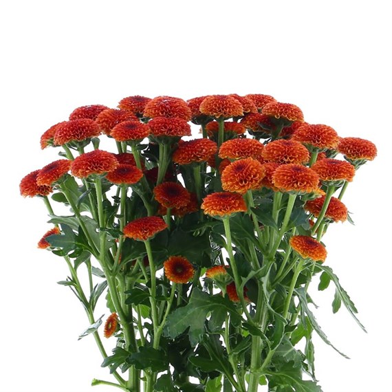 Chrysanthemum Santini (x 5 stems) - Orange