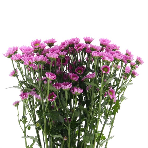 Chrysanthemum Santini (x 5 stems) - Pink