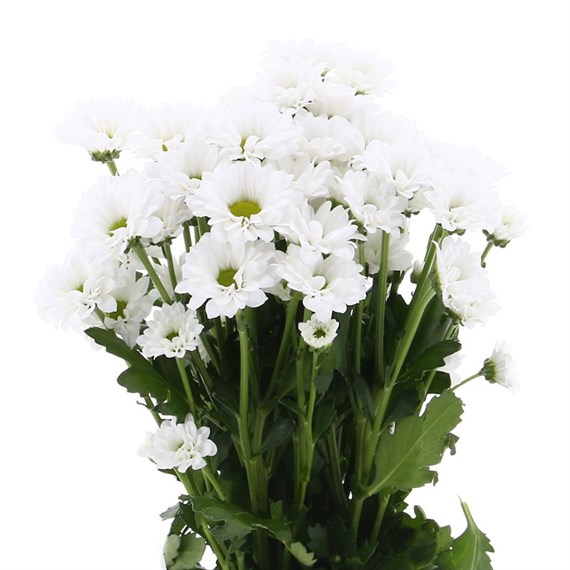 Chrysanthemum Santini (x 5 stems) - White