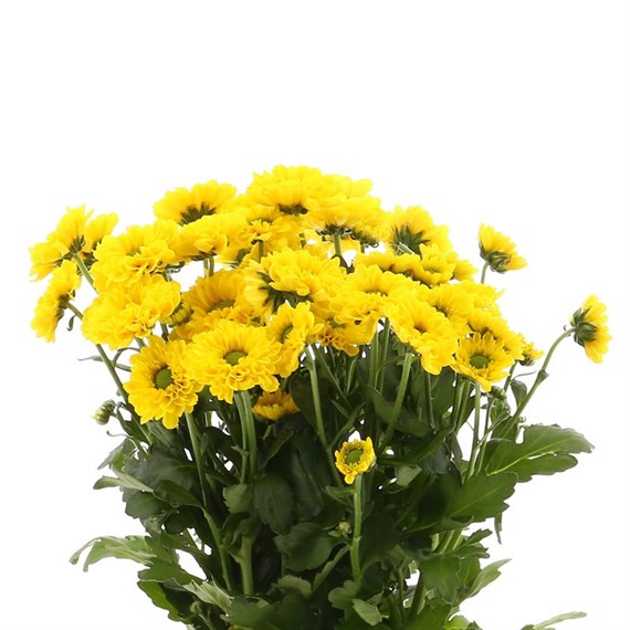 Chrysanthemum Santini (x 5 stems) - Yellow