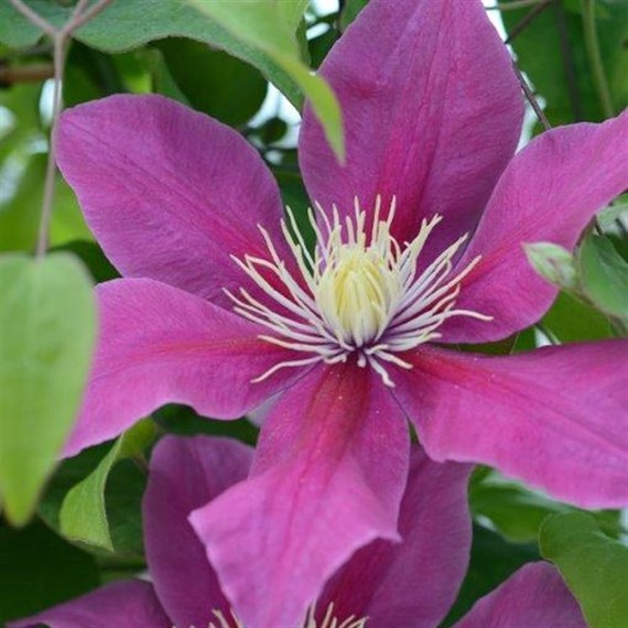 Clematis Acropolis Evipo044 Climber Plant 3L Pot