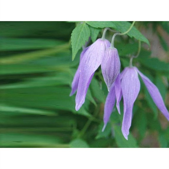 Clematis Alpina Blue Dancer 3 Litre Climber Plant