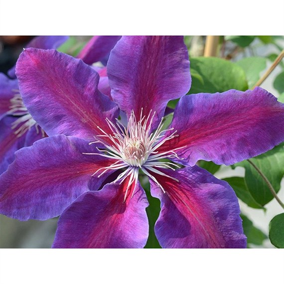 Clematis Anna Louise Evithree 3 Litre Climber Plant