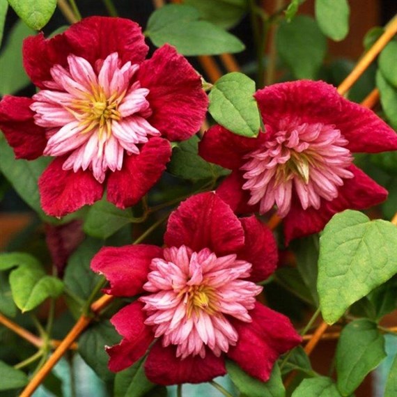 Clematis Avant-Garde Evipo033 Climber Plant 3L Pot