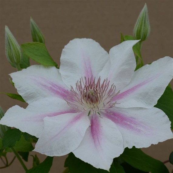 Clematis Corinne (Evipo063) 3 Litre Climber Plant