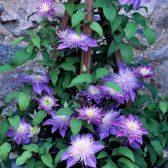 Clematis Crystal Fountain (Evipo038) 3 Litre Climber Plant