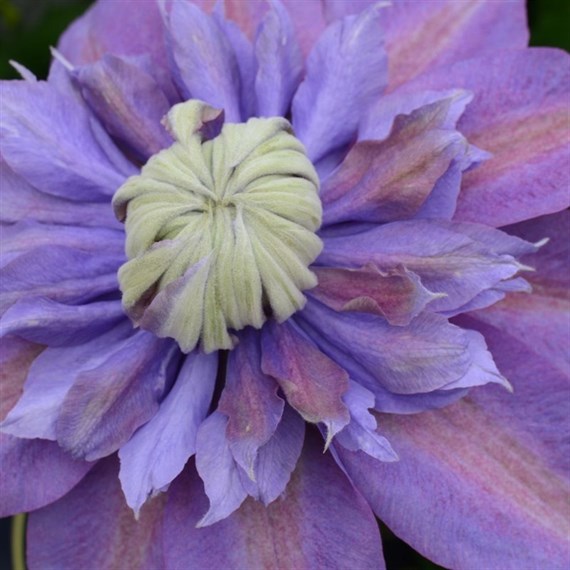 Clematis Diamantina (Evipo039) 3 Litre Climber Plant