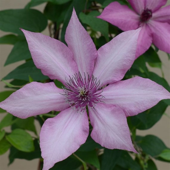 Clematis Giselle (Evipo051) 3 Litre Climber Plant