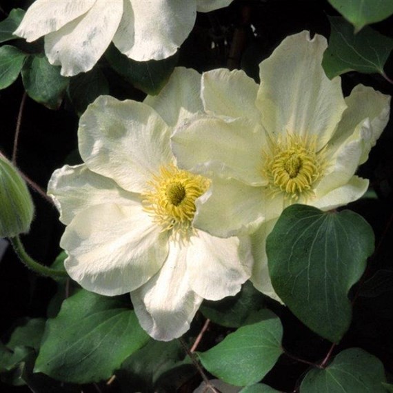 Clematis Guernsey Cream Climber Plant 3L Pot