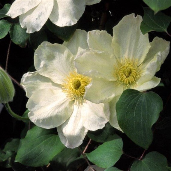 Clematis 'Guernsey Cream' Climber Plant 3L Pot