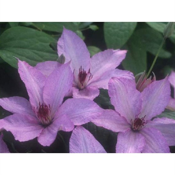 Clematis Hagley Hybrid 3 Litre Climber Plant