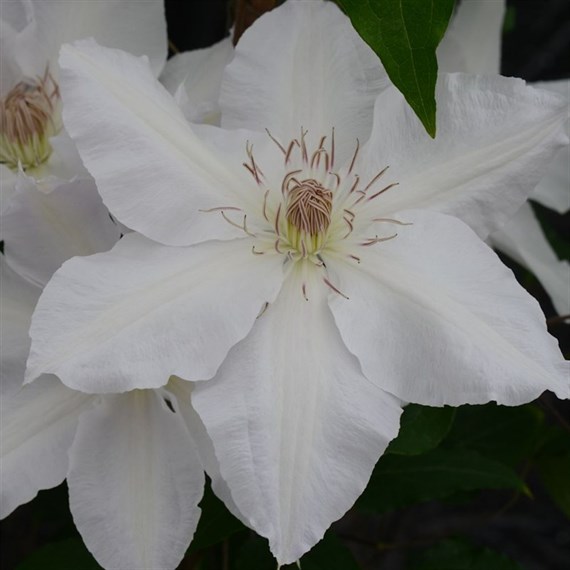 Clematis Hyde Hall (Evipo009) 3 Litre Climber Plant