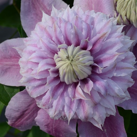 Clematis Josephine Evijohill 3 Litre Climber Plant