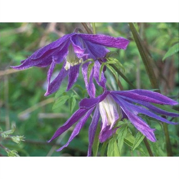 Clematis Macropetala Jan Lindmark 3 Litre Climber Plant