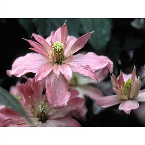 Clematis Montana Broughton Star 3 Litre Climber Plant