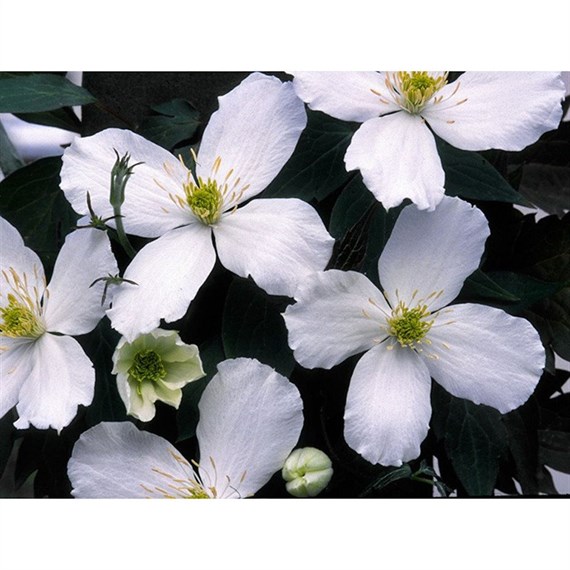 Clematis Montana Grandiflora 3 Litre Climber Plant